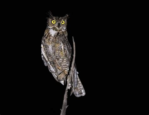 Great Horned Owl Owen Deutsch Photography