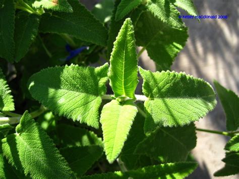 Plantfiles Pictures Salvia Species Arrow Leaf Sage Salvia Sagittata