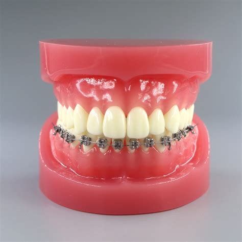 Dental Education Models Jojenmodel Dental Model Teethdental