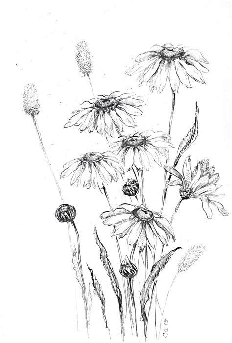 Daisy Flower Sketch Daisy Artwork Drawing Of Daisies Daisy Etsy Daisy