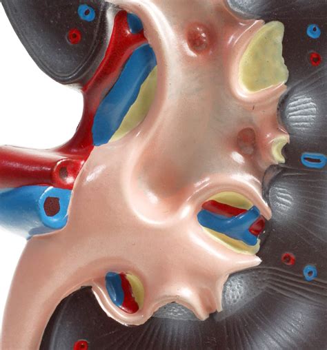 Kidney Model | KLM Bio Scientific