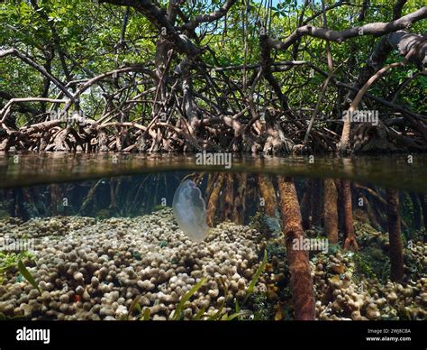 Mangrove Tree Roots With Coral And A Jellyfish Underwater Split View