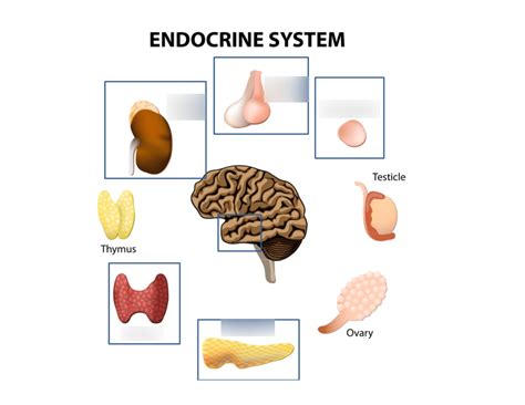 Endocrine System Parts Diagram | Quizlet 
