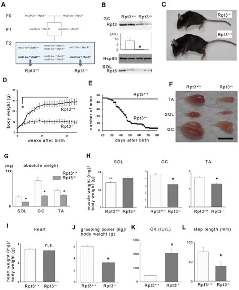 Phenotypes Of Muscle Specific Rpt Knockout Mice A Generation Of The