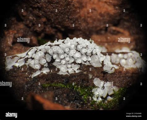 Honeycomb Coral Slime Mold Ceratiomyxa Fruticulosa Protozoa Stock