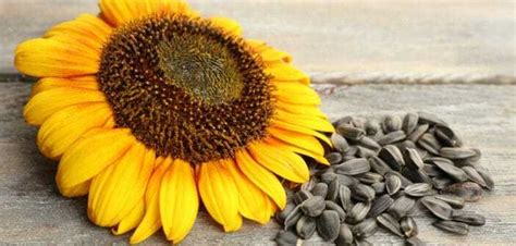 Les Bienfaits Des Graines De Tournesol