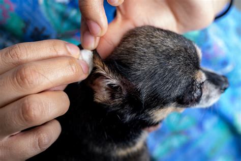 How To Clean Your Dogs Ears Westarbor Animal Hospital