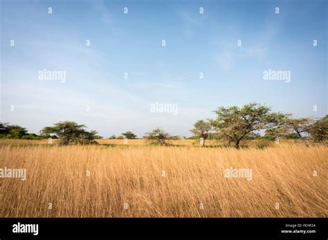 The savannah in Orango in the Bijagos Archipelago of Guinea Bissau