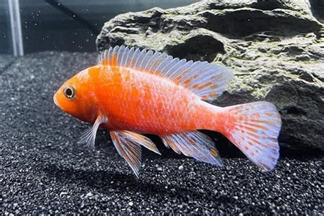 Types of Peacock Cichlids (With Pictures) – Petnanny Store