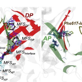 Mfss Identified Within The Putative Binding Pockets Ap And Dp Of Acrb