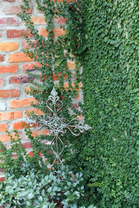 Southern Lagniappe Creeping Fig Vine
