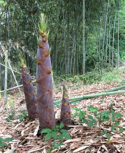 Identification - Bamboo Farming USA