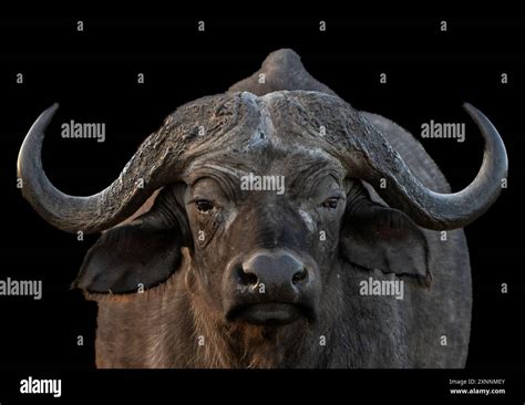 The African Buffalo Syncerus Caffer Is A Large Sub Saharan African