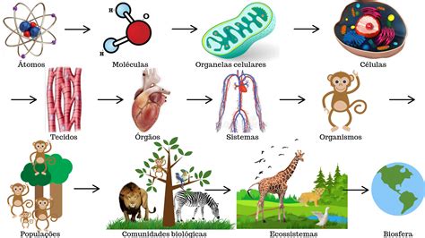 Questões Sobre Niveis De Organização Dos Seres Vivos