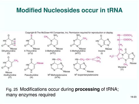 Ppt Chapt Ribosomes And Transfer Rna Powerpoint Presentation