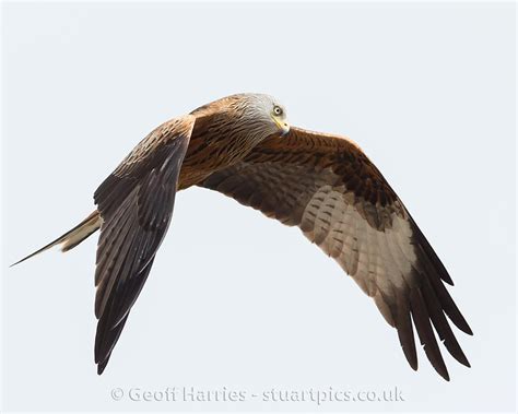 Red Kites In Action Uk Photography By Geoff Harries