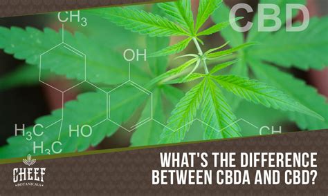 Cbda Vs Cbd Similarities Differences Explained