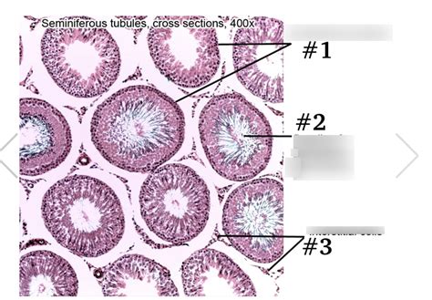 Cross Section Of Seminiferous Tubules At X Diagram Quizlet