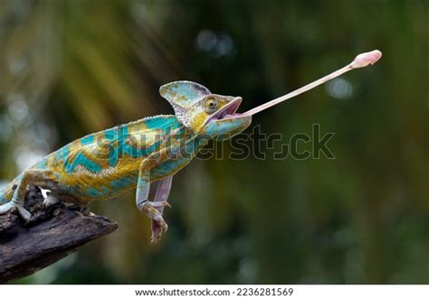 High Pied Veiled Chameleon On Wood Stock Photo 2236281569 Shutterstock