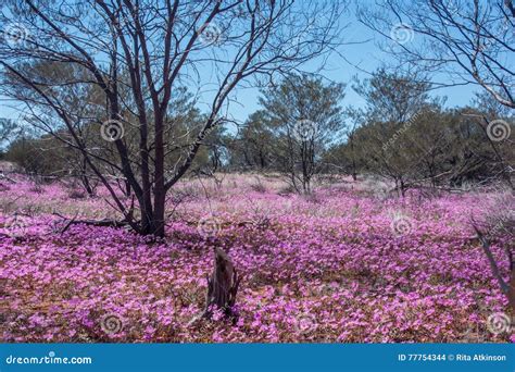 Western Australia Native Wildflowers Pink Everlasting Daisies Growing