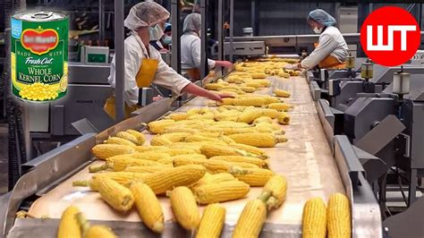 How Canned Corn Is Made Modern Corn Harvesting Technology Food