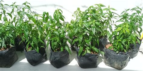 Serpentina Furniture Home Living Gardening Plants Seeds On Carousell