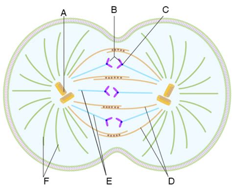 Solved The image below depicts the mitotic spindle. A. What | Chegg.com