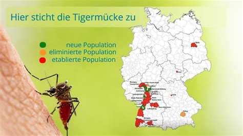 Aktuelle Karte zeigt Ausbreitung der Tigermücke Invasive Insekten