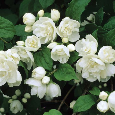 Купить Чубушник Виргинал Philadelphus Virginal - в питомнике Флорини