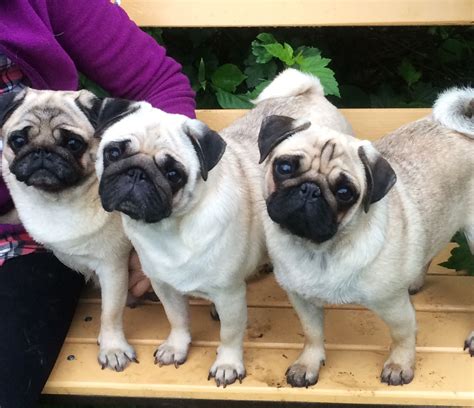 Разновидности Мопсов Фото И Названия – Telegraph