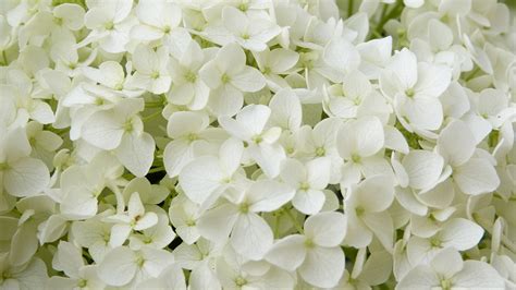 Annabelle Hydrangeas Care And Plant Growth