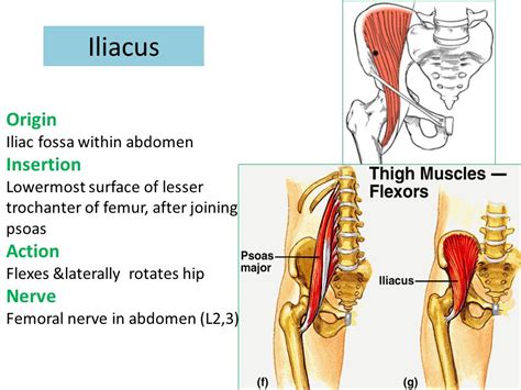 Iliacus Origin And Insertion