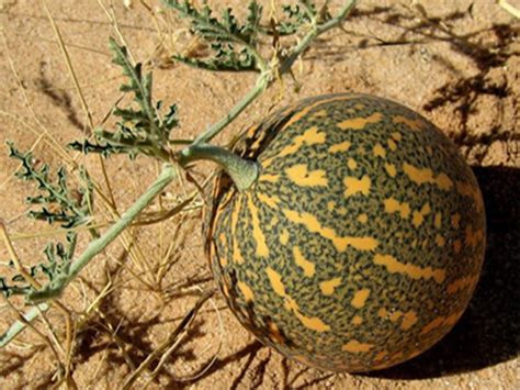 روغن حنظل(درمان درد دندان)
