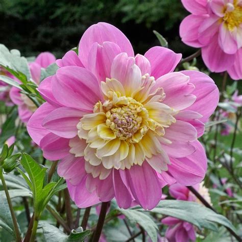 Dahlia Take Off Per 3 Stuks Van Fluwel