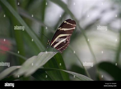 Zebra Longwing Butterfly Stock Photo Alamy