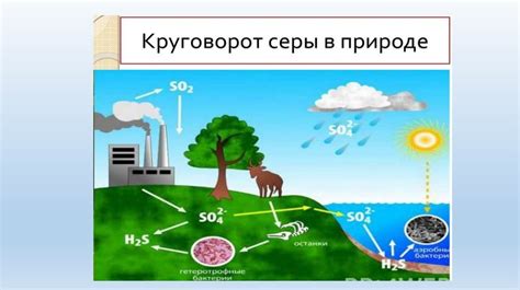 Круговорот веществ в биосфере - презентация онлайн