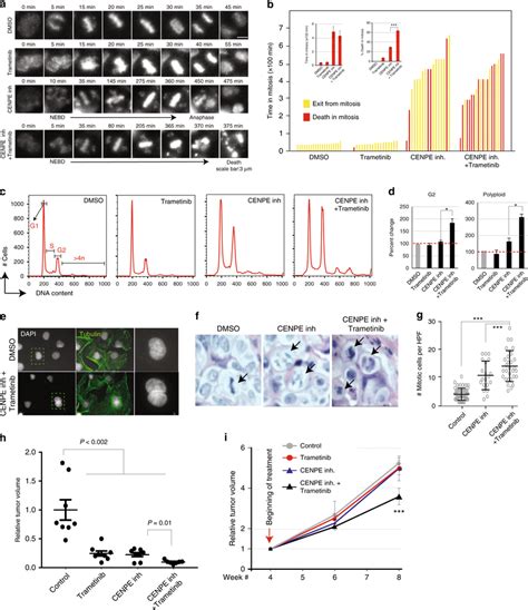 Combinatorial Mek And Cenpe Inhibition Results In Synergistic Cell Download Scientific Diagram