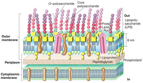Bacterial Cell wall: Structure, Composition and Types