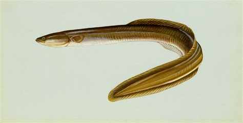 American Eel Details - PA Fish Finder