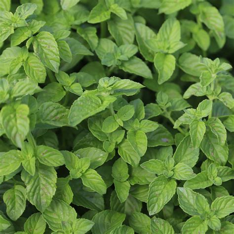 Menthe Verte Mentha Spicata Plant D Aromatique