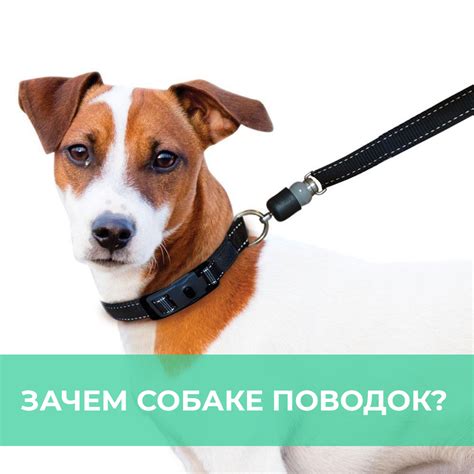 Зачем собаке поводок? - kinolog.com.ua