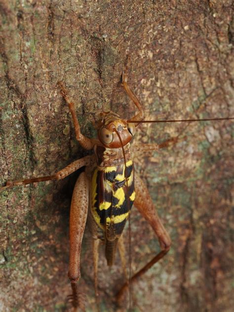 cardiodactylus guttulus  september    dowell inaturalist