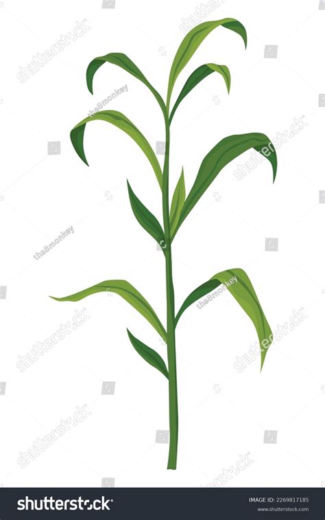 Corn Growing Stage Maize Growth Plant Stock Vector Royalty Free
