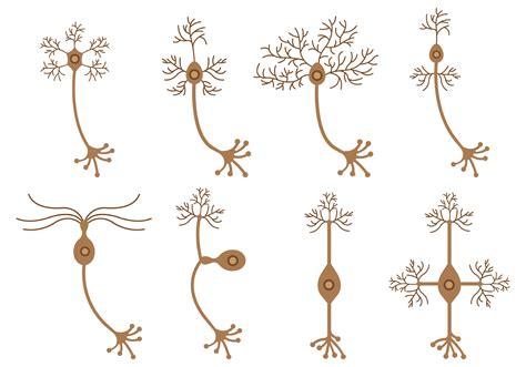 Set Of Neuron Vector Download Free Vector Art Stock Graphics And Images