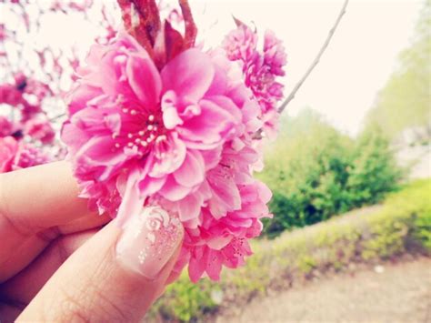 Premium Photo Cropped Hand Holding Pink Flower