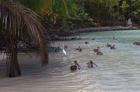 maho bay st john photo  webb photo thomas st john