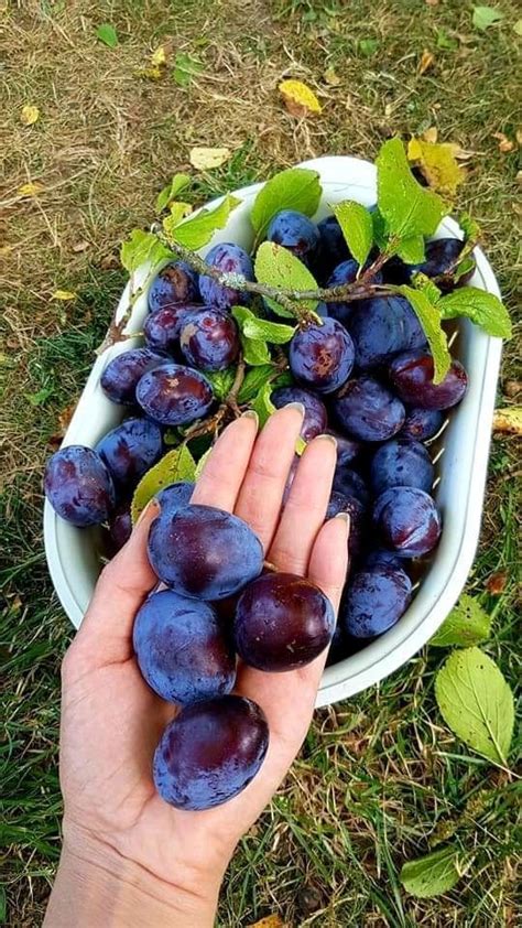 plum on Tumblr