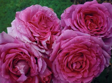 Роза Маршал Фото И Описание – Telegraph