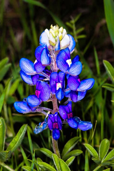 JaredDavidsonPhotography: Bluebonnet photographs