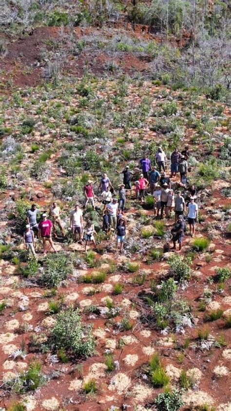 Dernière plantation de l année sur La Coulée 2 000 arbres plantés